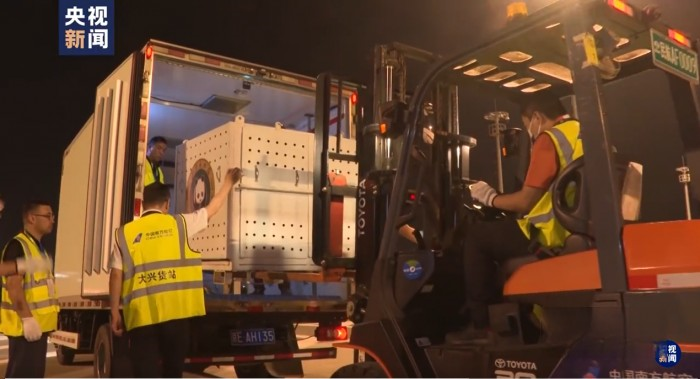 “丫丫”回京，奧鈴北極熊又一次擔任護送“大使”！